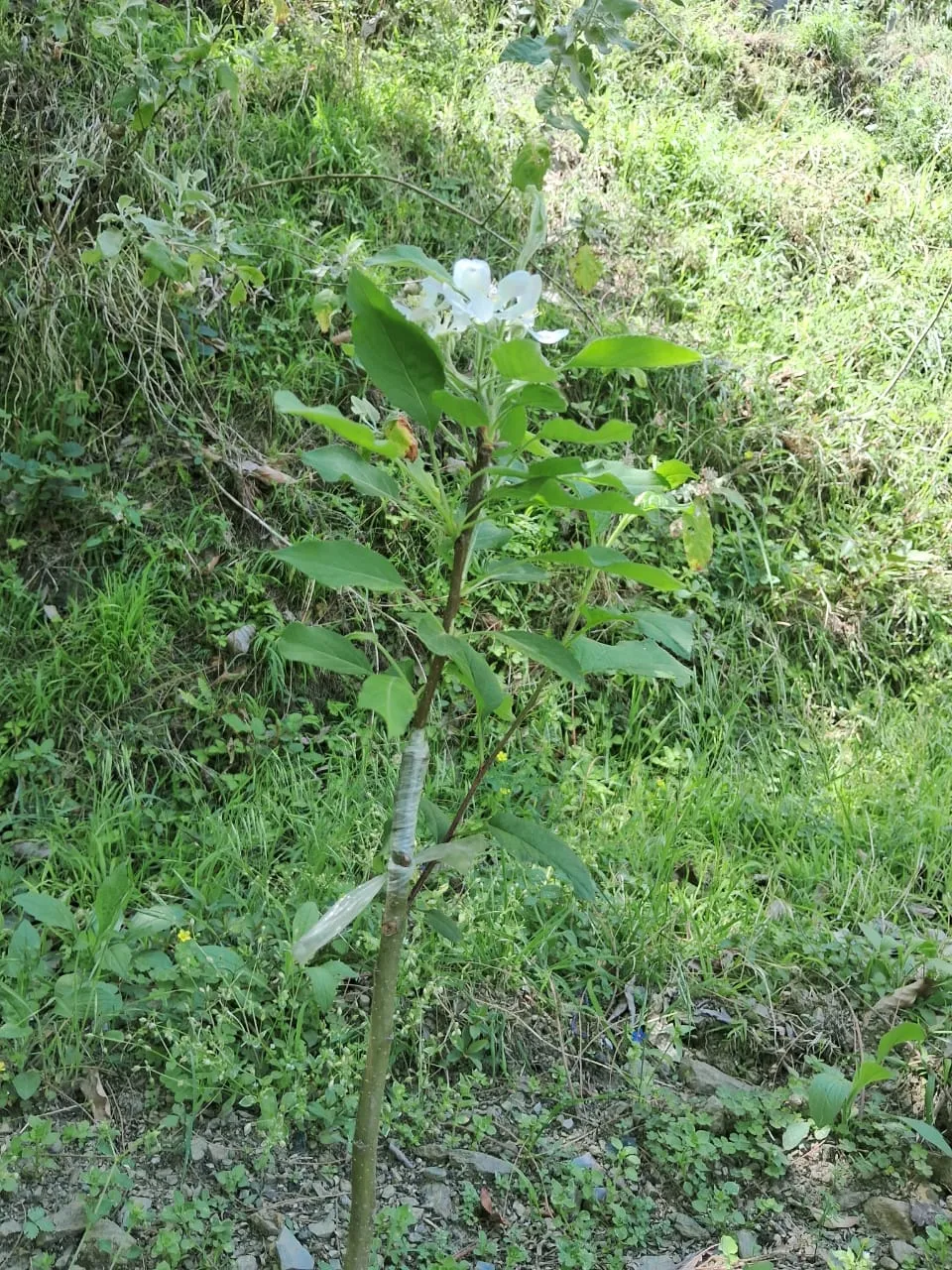 Plot for sale – Property Image