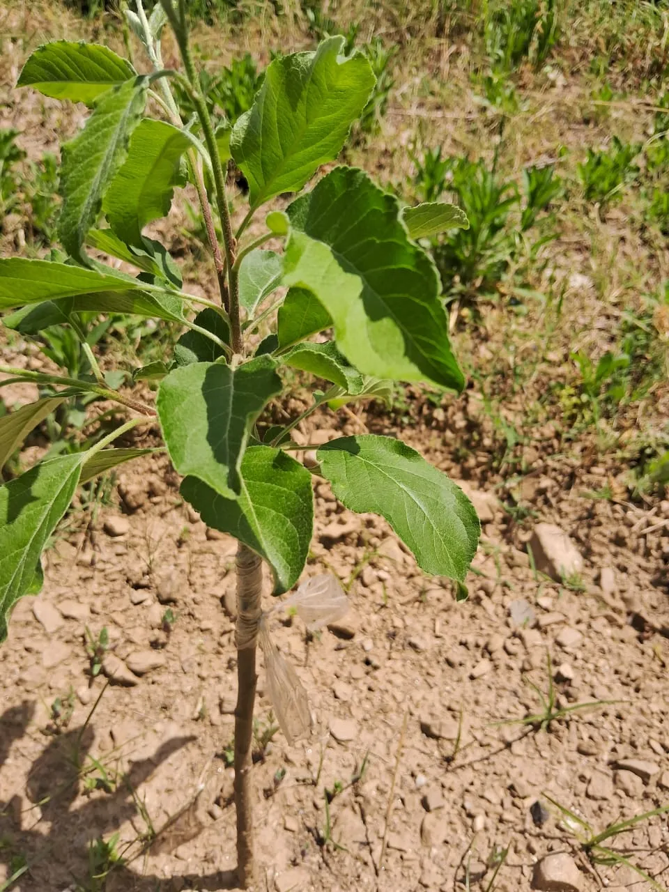 Plot for sale – Property Image