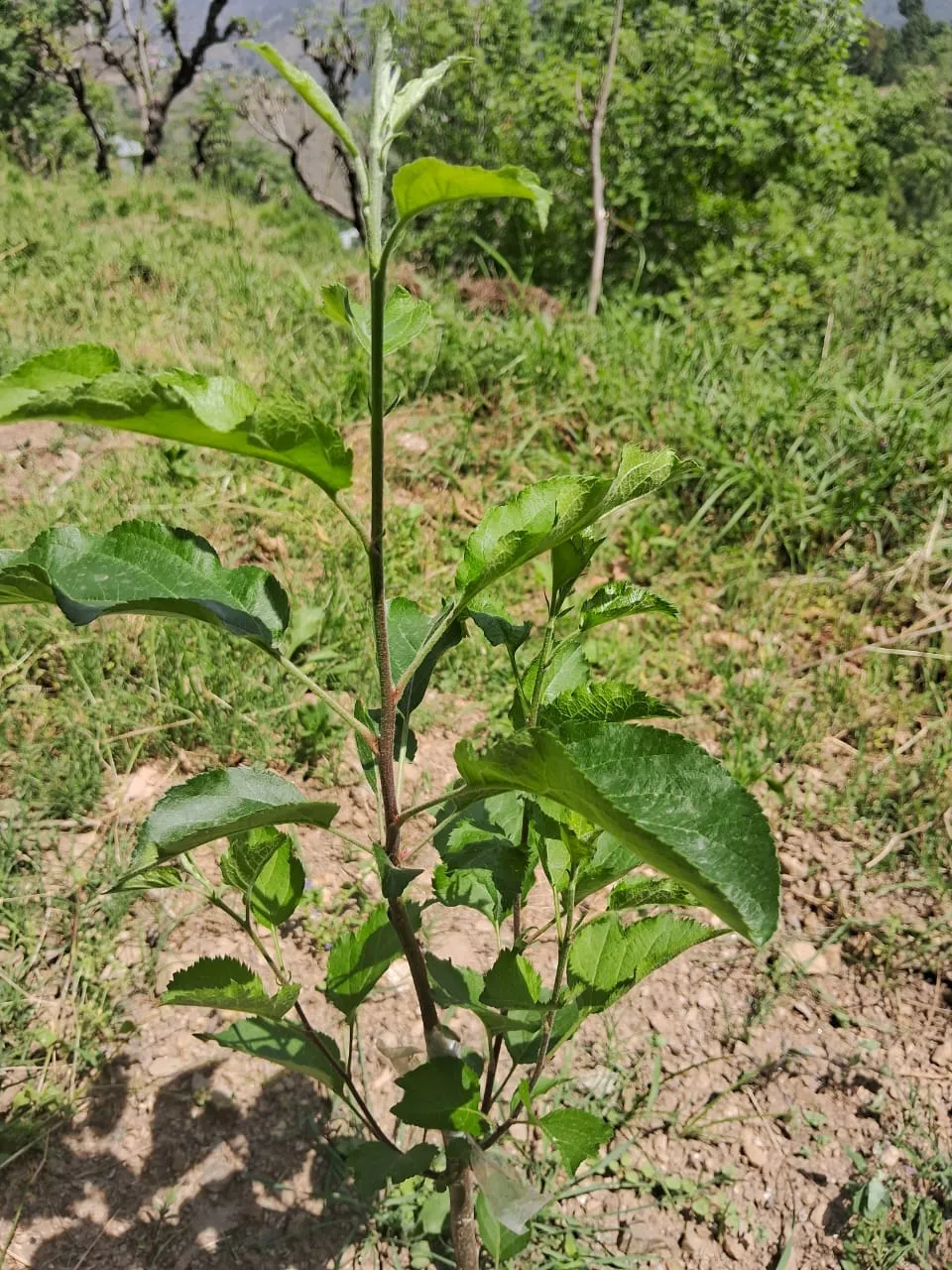 Plot for sale – Property Image