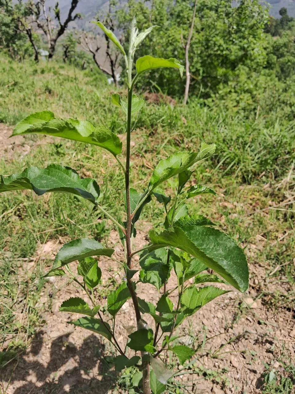 Plot for sale – Property Image