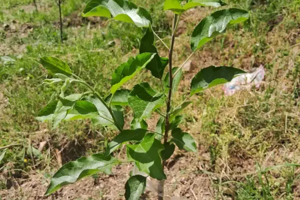 Plot for sale – Property Image