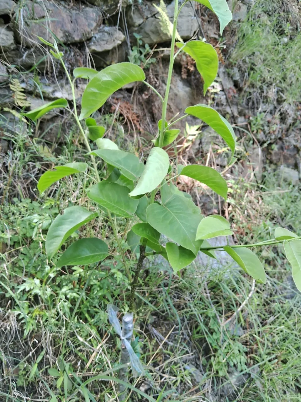 Plot for sale – Property Image